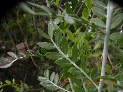 Schinus lentiscifolia, photographed by Francisco Liguori