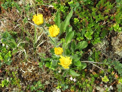 Hieracium alpinum, photographed by Andrew Bazdyrev