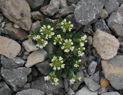 Draba glabella, photographed by Todd Boland