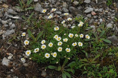 Erigeron hyssopifolius, photographed by Todd Boland