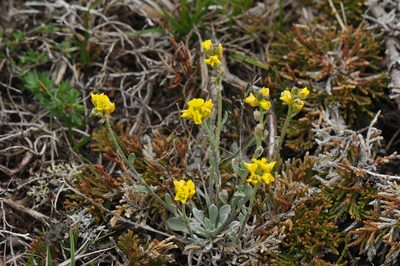 Physaria arctica, photographed by Todd Boland