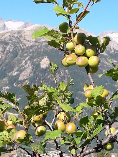 Prunus brigantina, photographed by Denis Bastianelli