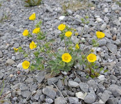 Potentilla nivea, photographed by Todd Boland