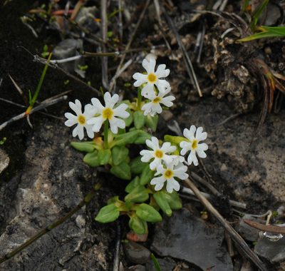 Primula egaliksensis, photographed by Todd Boland