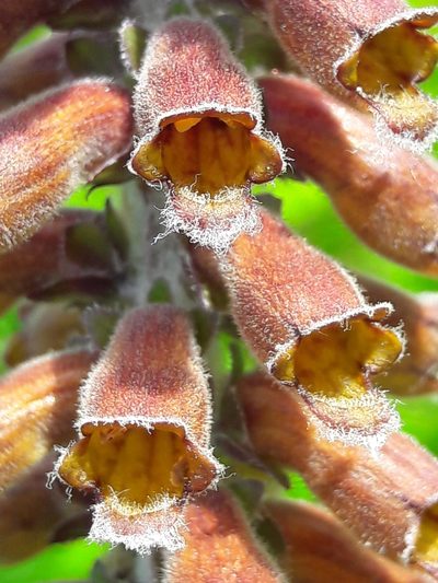 Digitalis parviflora, photographed by Denis Bastianelli