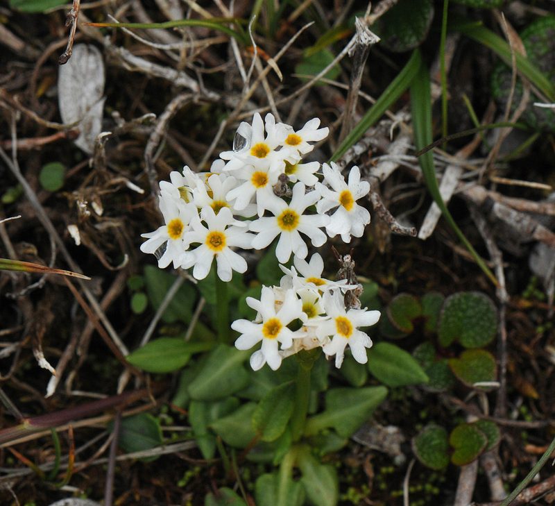 Primula egaliksensis, photographed by Todd Boland