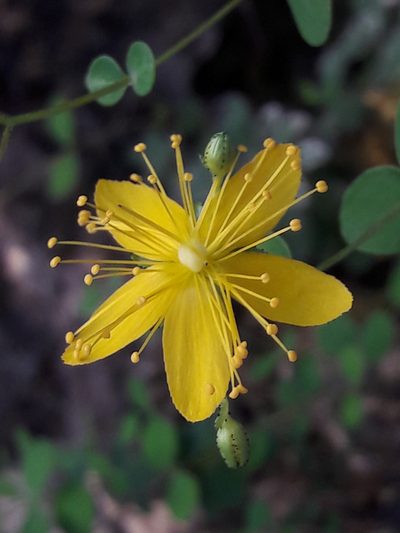 Hypericum nummularium, photographed by Denis Bastianelli