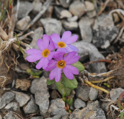 Primula laurentiana, photographed by Todd Boland