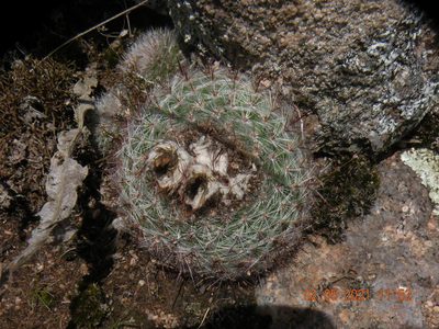 Parodia scopa, photographed by Francisco Liguori