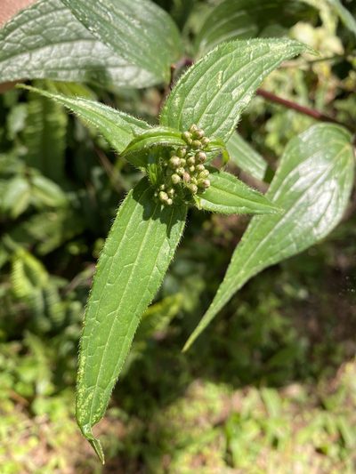 Alloispermum integrifolium, photographed by Grete Pasch