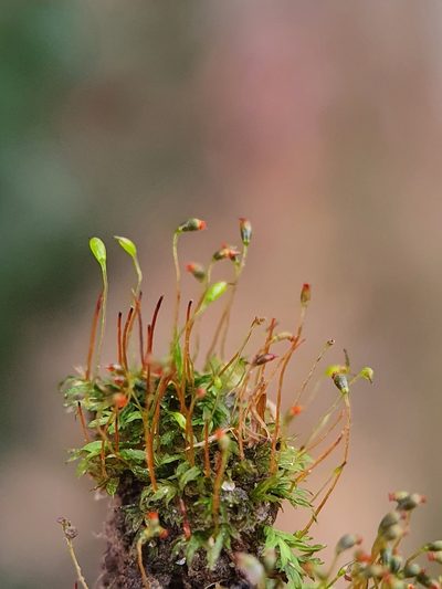 Fissidens incurvus, photographed by Jonathan Hughes