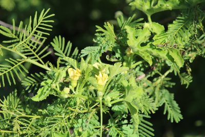 Cucurbitella asperata, photographed by demianlescano