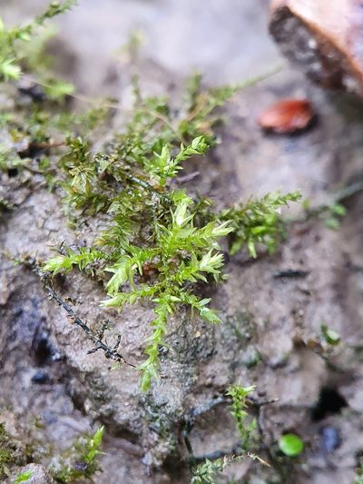 Oxyrrhynchium speciosum, photographed by Jonathan Hughes
