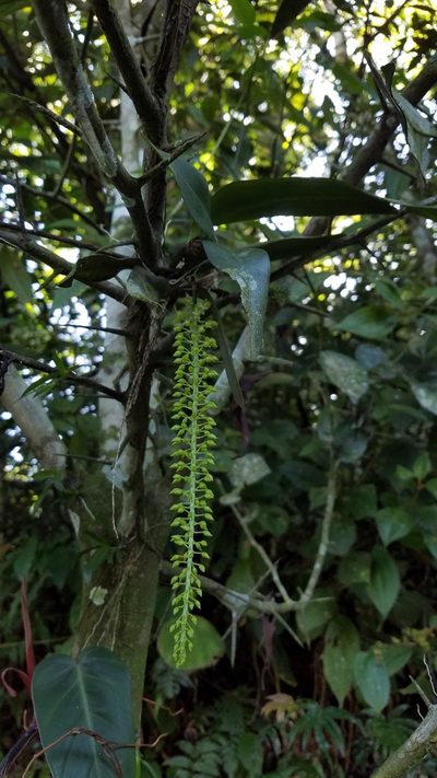 Notylia trisepala, photographed by Kenner Díaz