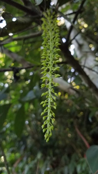 Notylia trisepala, photographed by Kenner Díaz