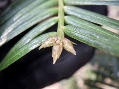 Cephalotaxus harringtonii, photographed by りなべる