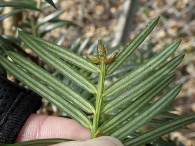 Cephalotaxus harringtonii, photographed by りなべる