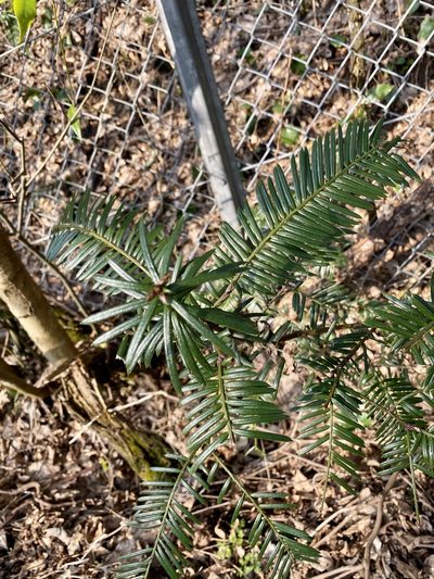Cephalotaxus harringtonii, photographed by りなべる