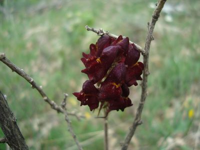 Linaria aeruginea, photographed by Daniel Heras González