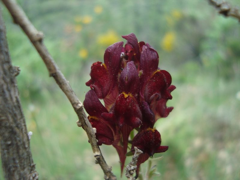 Linaria aeruginea, photographed by Daniel Heras González