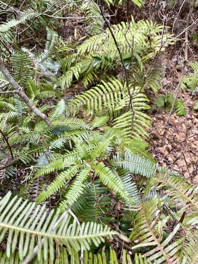 Dicranopteris pedata, photographed by りなべる