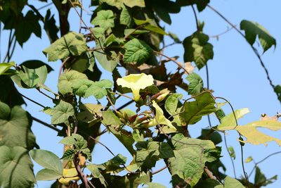 Distimake vitifolius, photographed by S.MORE