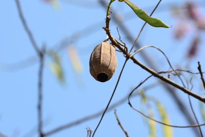 Luffa acutangula, photographed by S.MORE