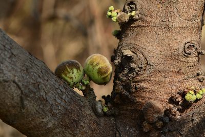 Ficus hispida, photographed by S.MORE