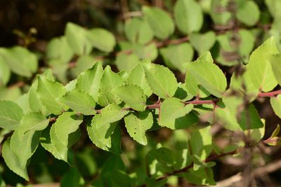 Flacourtia indica, photographed by S.MORE