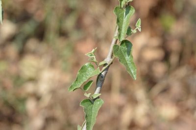 Cocculus hirsutus, photographed by S.MORE