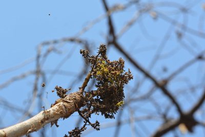 Sterculia urens, photographed by S.MORE