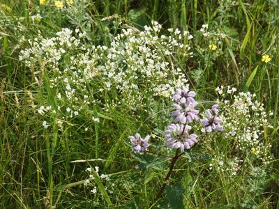 Eremogone longifolia, photographed by Andrew Bazdyrev
