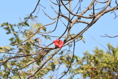 Bombax ceiba, photographed by S.MORE