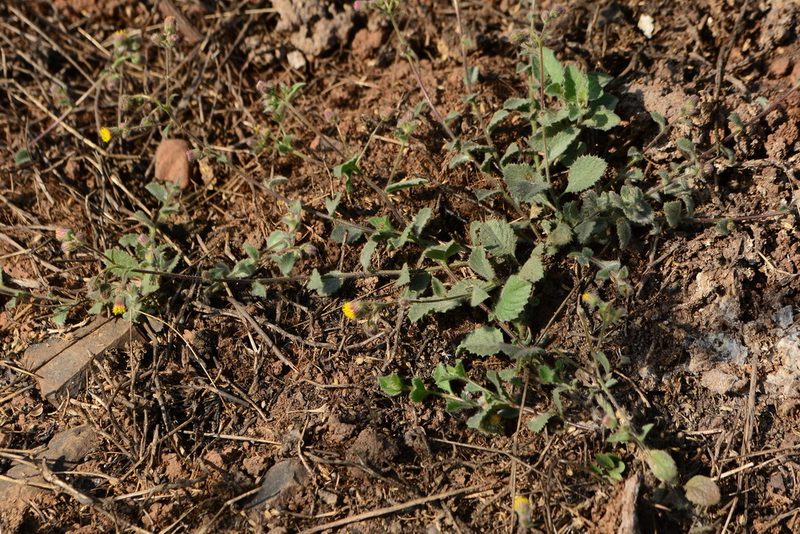 Blumea oxyodonta, photographed by S.MORE