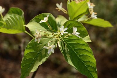 Holarrhena pubescens, photographed by S.MORE