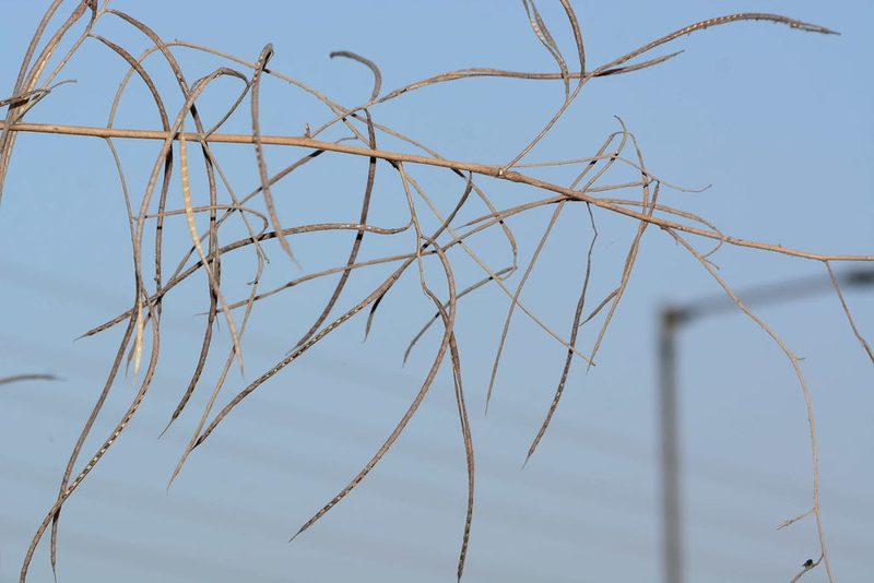 Sesbania bispinosa, photographed by S.MORE