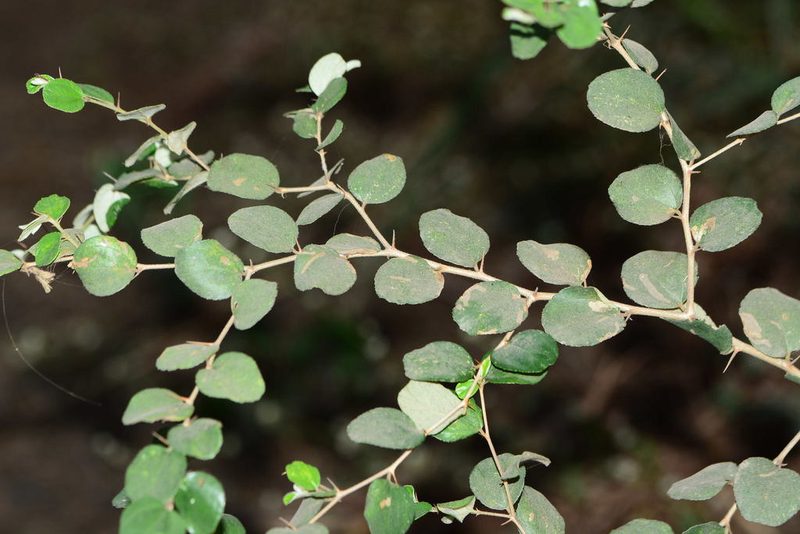 Ziziphus nummularia, photographed by S.MORE