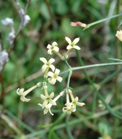Cynanchica aristata, photographed by Kostas Zontanos