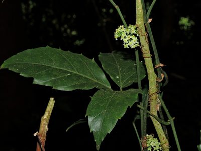 Tetrastigma hemsleyanum, photographed by Jacy Chen