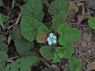 Rubus pectinellus, photographed by Jacy Chen