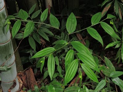 Disporum kawakamii, photographed by Jacy Chen