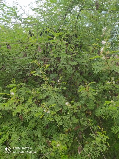 Mimosa quitensis, photographed by Ileana Herrera