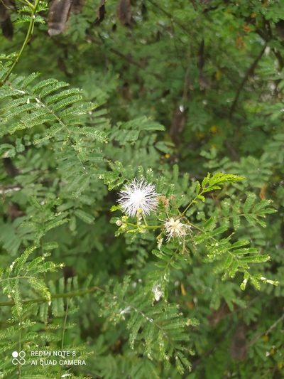 Mimosa quitensis, photographed by Ileana Herrera