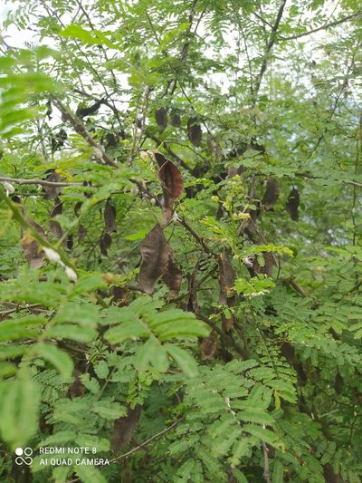 Mimosa quitensis, photographed by Ileana Herrera