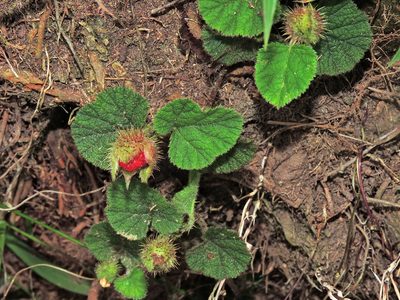 Rubus pectinellus, photographed by Jacy Chen