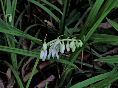 Ophiopogon intermedius, photographed by Jacy Chen