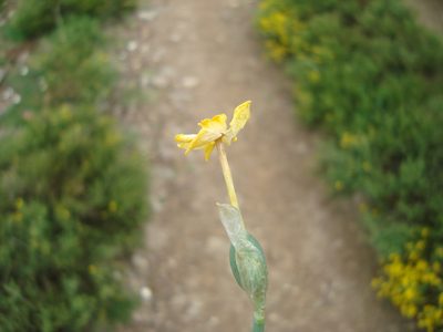 Narcissus rupicola, photographed by Daniel Heras González