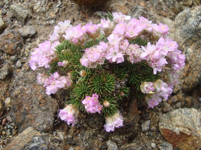 Armeria caespitosa, photographed by Daniel Heras González