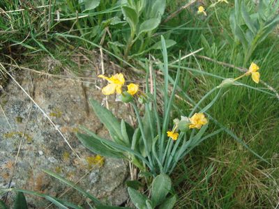 Narcissus rupicola, photographed by Daniel Heras González