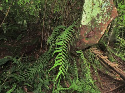 Goniophlebium mengtzeense, photographed by Jacy Chen